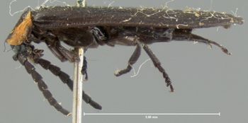 Media type: image;   Entomology 2769 Aspect: habitus lateral view